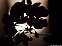 37422Cr - Geranium against the hall light   Each New Day A Miracle  [  Understanding the Bible   |   Poetry   |   Story  ]- by Pete Rhebergen